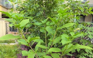 探寻神秘的商路之植物（揭秘商路之植物的生态和文化意义）