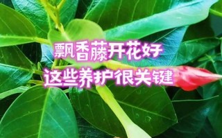 万里飘香藤怎么养才能开花（打造花海盛宴，关键在于养护细节）