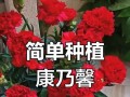 康乃馨种植指南（简单操作，打造美丽花园）