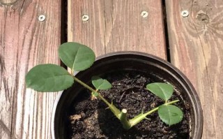 格桑花苗能否移栽？（移栽格桑花苗的注意事项）