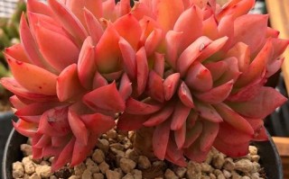 多肉绮罗的养殖方法和注意事项（打造一盆漂亮的多肉绮罗）
