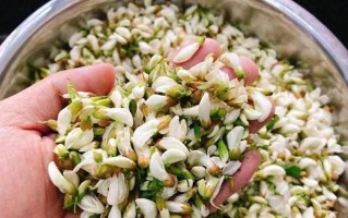 海棠花可以食用吗？（探秘海棠花的食用价值与禁忌事项）