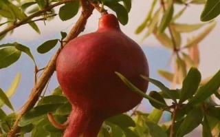 番石榴几年结果实的分析与栽培技巧（了解番石榴结果实的关键，打造丰收果园）