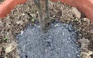 以草木灰为肥料养花，让花草茁壮成长（探究草木灰在花卉养护中的应用效果与注意事项）
