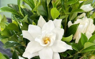 小叶栀子花秋季养护指南（让花园更美丽的秘密武器）
