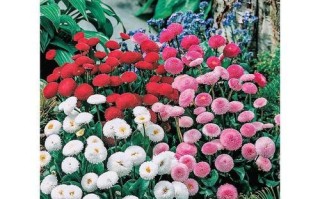 如何养爆盆小雏菊（小雏菊爆盆技巧及注意事项）