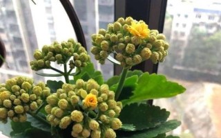 啤酒兑水可以浇长寿花吗？——探究传说真伪（啤酒兑水养花的前世今生）