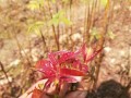 香椿树的种子收取与利用方法（探索香椿树的种子收取技巧及其价值）