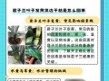 以君子兰叶子全部软了的原因及补救方法（如何解决君子兰叶子软化问题，让其恢复健康）