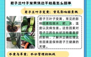 以君子兰叶子全部软了的原因及补救方法（如何解决君子兰叶子软化问题，让其恢复健康）