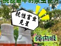 如何有效防治玉米棒上的蚜虫侵害（细节把握，让你玉米长势蓬勃）