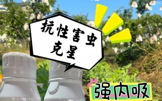 如何有效防治玉米棒上的蚜虫侵害（细节把握，让你玉米长势蓬勃）