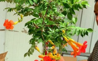 如何选择适合的盆栽容器栽培凌霄花？（选择合适的盆栽容器，让凌霄花健康成长）