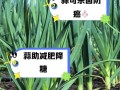 蒜苗可以生吃吗？（营养价值、适宜人群、食用方法、注意事项等）