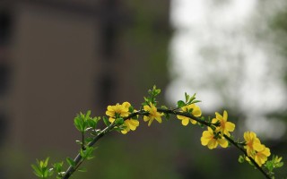 春天的美丽使者—迎春花的养护之道（如何正确地照顾迎春花让它在春天绽放）