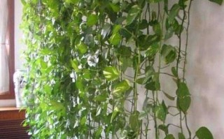 如何养护吸水绿萝？（打造旺盛的吸水绿萝生长环境）