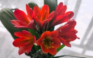黑金刚花如何养护（科学方法让你的黑金刚花健康生长）