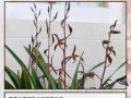 如何补救发黑的墨兰叶子（有效措施帮助墨兰叶子恢复鲜绿色）