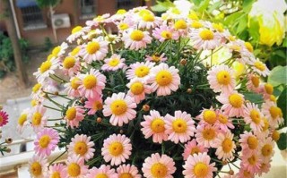 玛格丽特花的冬季养护指南（让玛格丽特花在寒冷的冬天也能绽放美丽）
