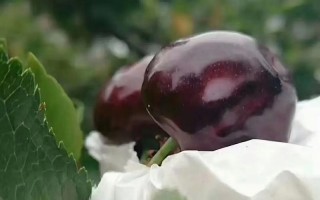 车厘子成熟的时节及采摘技巧（甜美可口的车厘子，迎接夏日的到来）