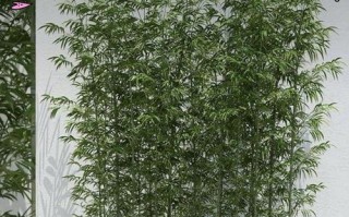 紫竹养护全攻略（了解紫竹的特性与养护技巧，打造美丽庭院）