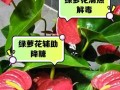 绿萝兰种植指南（从种子到花朵，打造室内绿色花园）