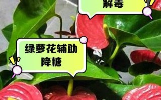 绿萝兰种植指南（从种子到花朵，打造室内绿色花园）