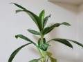 绿宝有毒吗？室内养护注意事项详解（绿宝植物毒性分析及室内养护技巧）