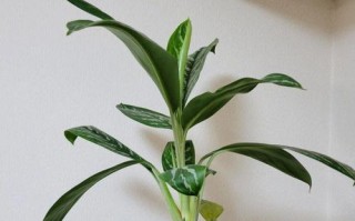 绿宝有毒吗？室内养护注意事项详解（绿宝植物毒性分析及室内养护技巧）