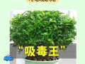 以花吸甲醛，拥抱清新空气的美妙（花儿吸走室内甲醛，打造健康环境）