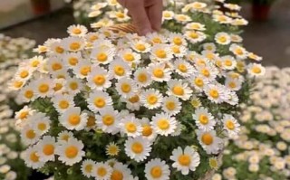 进口雏菊的养殖技巧（打造精致花园的秘密武器）