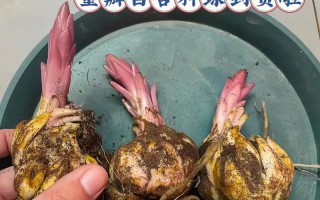 探秘百合球茎的种植技巧（以出芽的百合球茎为例，教你如何成功种植）