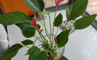 探索以粉掌的花的生长之谜（揭秘以粉掌的花的成长过程和特点）