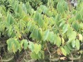 释迦几年结果实（探究佛教中的“因果报应”理论）
