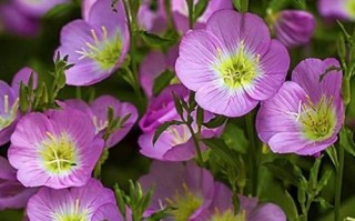 打造院子的花海乐园（选择适合种植的花卉，让您的院子充满生机）