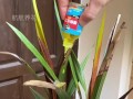 兰草花的浇水方法（为您详细介绍如何浇适宜的水量给兰草花）