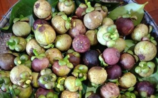 山竹果的成熟季节和特点（品尝鲜美山竹果的最佳时间）