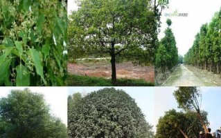 揭秘香樟树的生长周期（了解香樟树生长规律，让它成为你的健康伴侣）