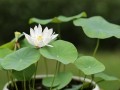 盆栽荷花（以盆栽荷花为主题，探索绘画的无限可能）