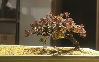 瑞香卷叶的防治方法（有效应对瑞香卷叶病害，拯救瑞香植株）