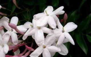 西班牙国花——石南花（探究西班牙国花的历史、文化及象征意义）