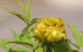 牡丹花骨朵之开花奇观（探秘牡丹花骨朵开花全过程，了解开花时间和样子）