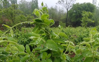 以大地翅膀怎么种植（一种神奇植物的培育和研究）
