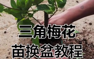 换盆技巧，轻松脱盆不再烦恼（一招就搞定，让植物安心换盆）