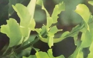 瓜子黄杨病虫害防治技术与方法（掌握正确的防治技巧，保护瓜子黄杨的健康）