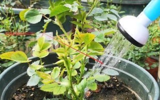 绿茶不仅可以饮用，还可以用来浇花？（绿茶浇花的方法、功效和注意事项）