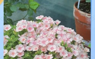 冬天养殖福禄考的关键技巧（繁衍繁育、环境调控和饲养管理等关键要点）