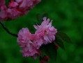 樱花养护秘籍（打造最健康的樱花园）