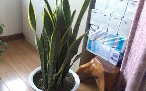 如何选择适合虎皮兰的花盆（美观实用的花盆是如何选择的？）