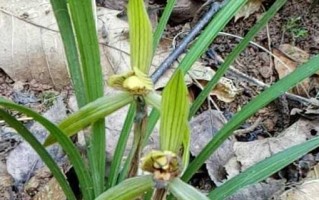 兰花是单子叶植物吗？（探究兰花的分类和特征）